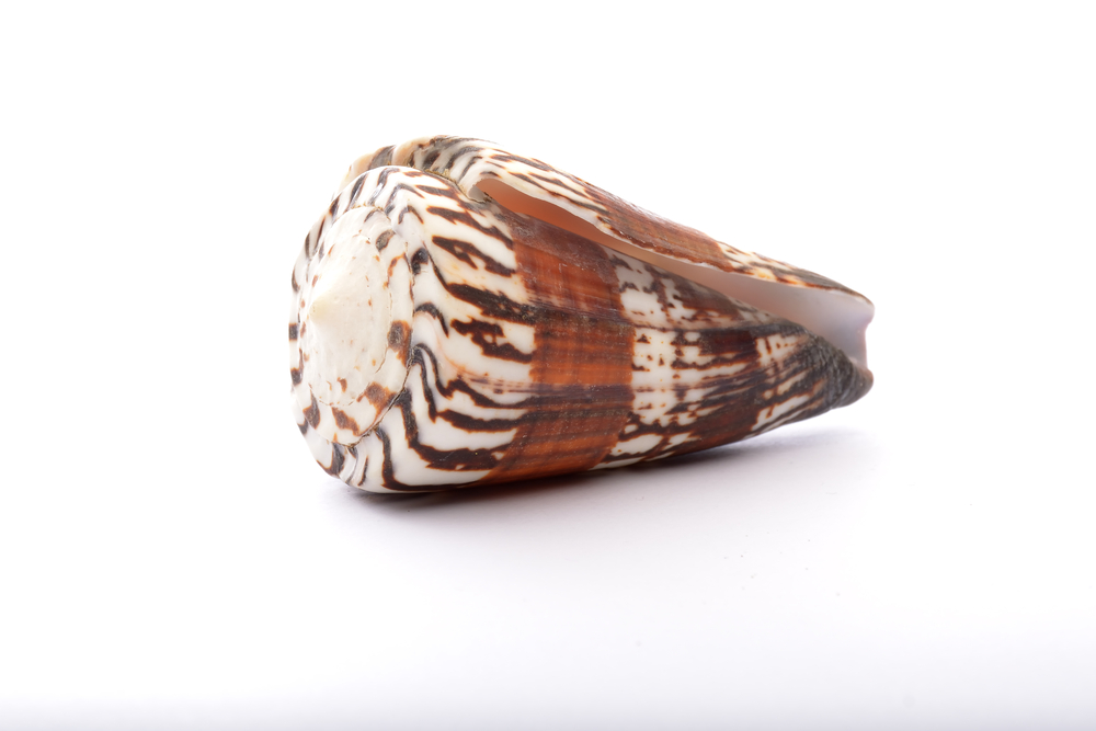 Cone Snail Venom Holds Potential Use in Lung Cancer Therapy
