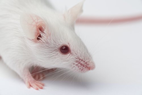 Pharmatest Develops ‘Humanized’ Mouse Model of Bone Metastasis to Study New Therapies